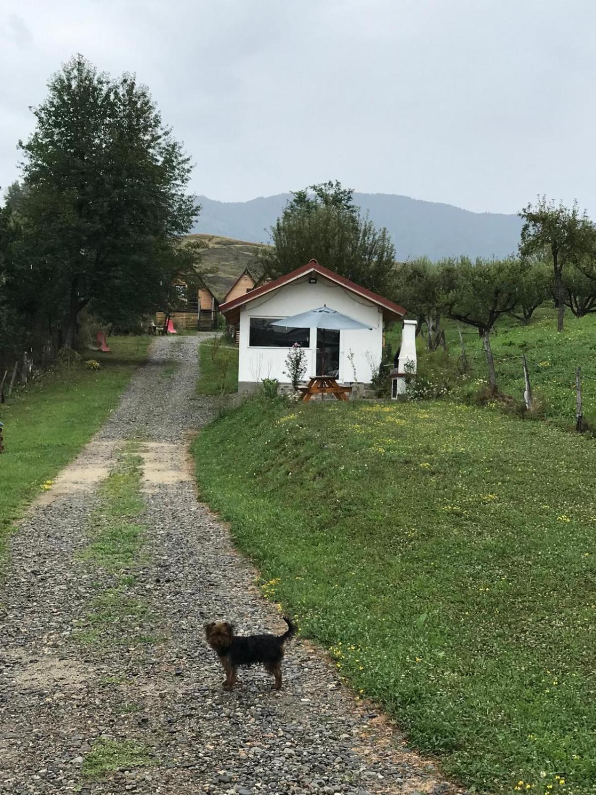 Cabanele Lu' Dinu Árgyasudvarhely Kültér fotó